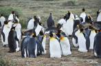 Reencontro com pinguins rei em uma pinguinera na Terra do Fogo, no sul do Chile